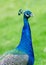 Vertical shot of a cute male peafowl with blurred background