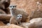 A vertical shot of a cute meerkat  sitting on a wood piece. Meerkat or suricate adult and juvenile