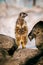 Vertical shot of cute meerkats standing on rocks