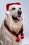 Vertical shot of a cute retriever wearing a Christmas hat and shiny decorations