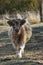 Vertical shot of a cute shaggy bull in a field