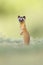 Vertical shot of a cute startled Long-Tailed Weasel outdoors with blurred background