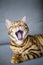 Vertical shot of a cute yawning Bengal cat lying on a sofa with a blurry background