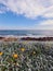 Vertical shot of daisies on the beach and the blue sea on a cloudy day