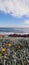 Vertical shot of daisies on the beach and the blue sea on a cloudy day