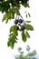 Vertical shot of damsons on a tree