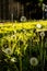 Vertical shot of Dandelion Puffs in a field in sun rays