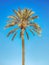 Vertical shot of a date palm tree against a blue sky background