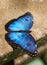 Vertical shot of a dead blue butterfly on a concrete stone surface