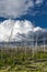 Vertical shot of a dead forest and burned trees with storm clouds in the background