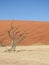 Vertical shot of dead trees against the background of a dune. Deadvlei, Sossusvlei, Namibia.