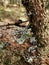 Vertical shot of deadwood covered in moss in Larvik, Norway