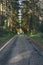 Vertical shot of degraded asphalt road in the pine forest of Condroz region