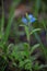 Vertical shot of delicate forget-me-nots in daylight