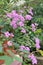 Vertical shot of delicate pink trailing lantana flowers surrounded by leaves in a sunny garden