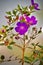 Vertical shot of delicate purple lasiandra flowers