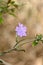 Vertical shot of a delicate purple ruellia flower on an interwoven branch on a blurred background