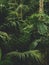 Vertical shot of a dense jungle with lots of exotic plants