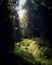 Vertical shot of a dense mystic forest covered with sunlit lush vegetation in Turkey