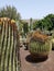 Vertical shot of a desert filled with cacti and trees including saguaro and golden barrel cactus