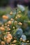 Vertical shot of dew on aglaia odorata buds