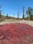 Vertical shot of diamorpha plants on top of granite outcroppings in Arabia Mountain, Georgia