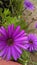 Vertical shot of Dimorphotheca Ecklonis flowers