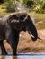 Vertical shot of a dirty elephant playing in a pond under the sunlight at daytime