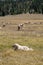 Vertical shot of a dog guarding a herd of grazing sheep in a field under the sunlight