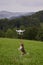 Vertical shot of a dog in a meadow jumping to reach the flying drone