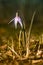 Vertical shot of a dogtooth violet flower on  blurred background