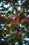 Vertical shot of a dogwood tree branches with red berries