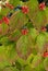 Vertical shot of a dogwood tree leaves and berries in the fall of the year in Missouri
