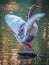 Vertical shot of a domestic goose perched on a rock on the lake