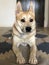 Vertical shot of a domestic Norwegian buhund lying on the floor in a house