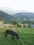 Vertical shot of donkeys eating grass in a meadow and a rural area on hills on the background