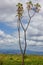 Vertical shot of a Doum Palm Tree in a savannah field