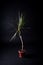 Vertical shot of a dracaena indoor plant against a black wall