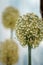 Vertical shot of a dried allium plant head isolated on a blurred background