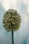 Vertical shot of a dried allium plant head isolated on a blurred background