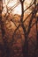 Vertical shot of dried leaves on crooked trees in a forest at golden hour