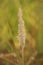 Vertical shot of dry pampas plant against nature blurred background