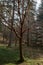 Vertical shot of drying tree in the woods