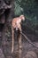 Vertical shot of East Javan langur (Trachypithecus auratus) sitting on a tree trunk