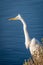 Vertical shot of an Eastern Great Egret perched on a rocky shore of the sea