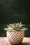 Vertical shot of Echeveria flowering plant in  a decorative flowerpot