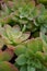 Vertical shot of Echeveria plants