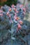 Vertical shot of echeveria runyonii flowers