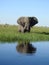 Vertical shot of an elephant reflected in the water in Okavango Delta in Botswana