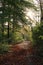 Vertical shot of an empty alley of tall trees on the forest